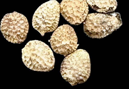 Adenia pseudoglobosa 5 Pieces Seeds