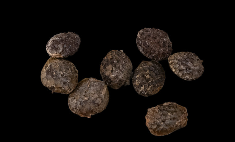 Adenia sp. Madagascar 5 Pieces Seeds