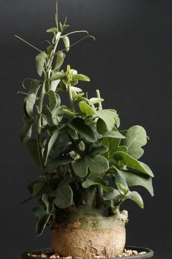 Adenia spinosa 10 Pieces Seeds