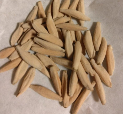 Adenium arabicum 6 Pieces Seeds