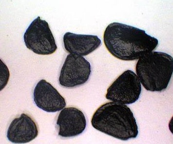 Agave montana 10 Pieces Seeds