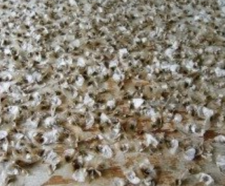 Aloe parvidens 12 Pieces Seeds
