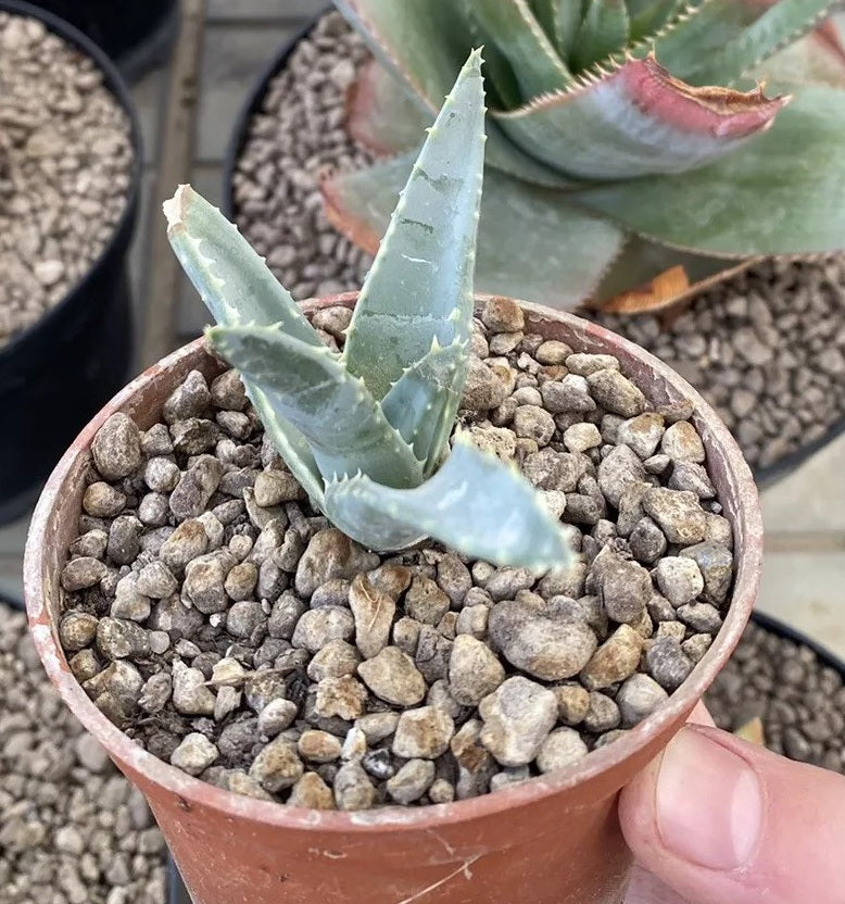 Aloe pillansii 10 Pieces Seeds