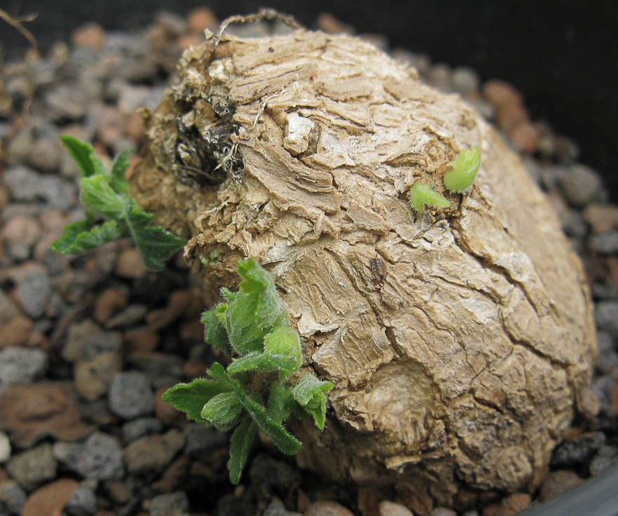 Baijiania yunnanensis 6 Pieces Seeds