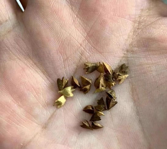 Boswellia samhaensis 4 Pieces Seeds