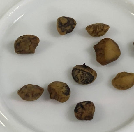 Bursera Linaloe 6 Pieces Seeds