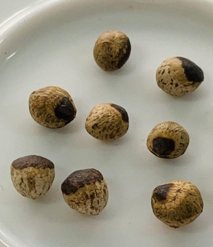 Bursera Rupicola 6 Pieces Seeds