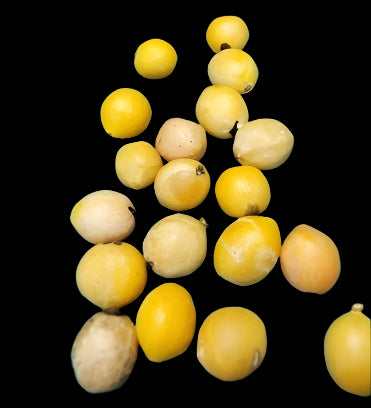 Bursera aspleniifolia 5 Pieces Seeds