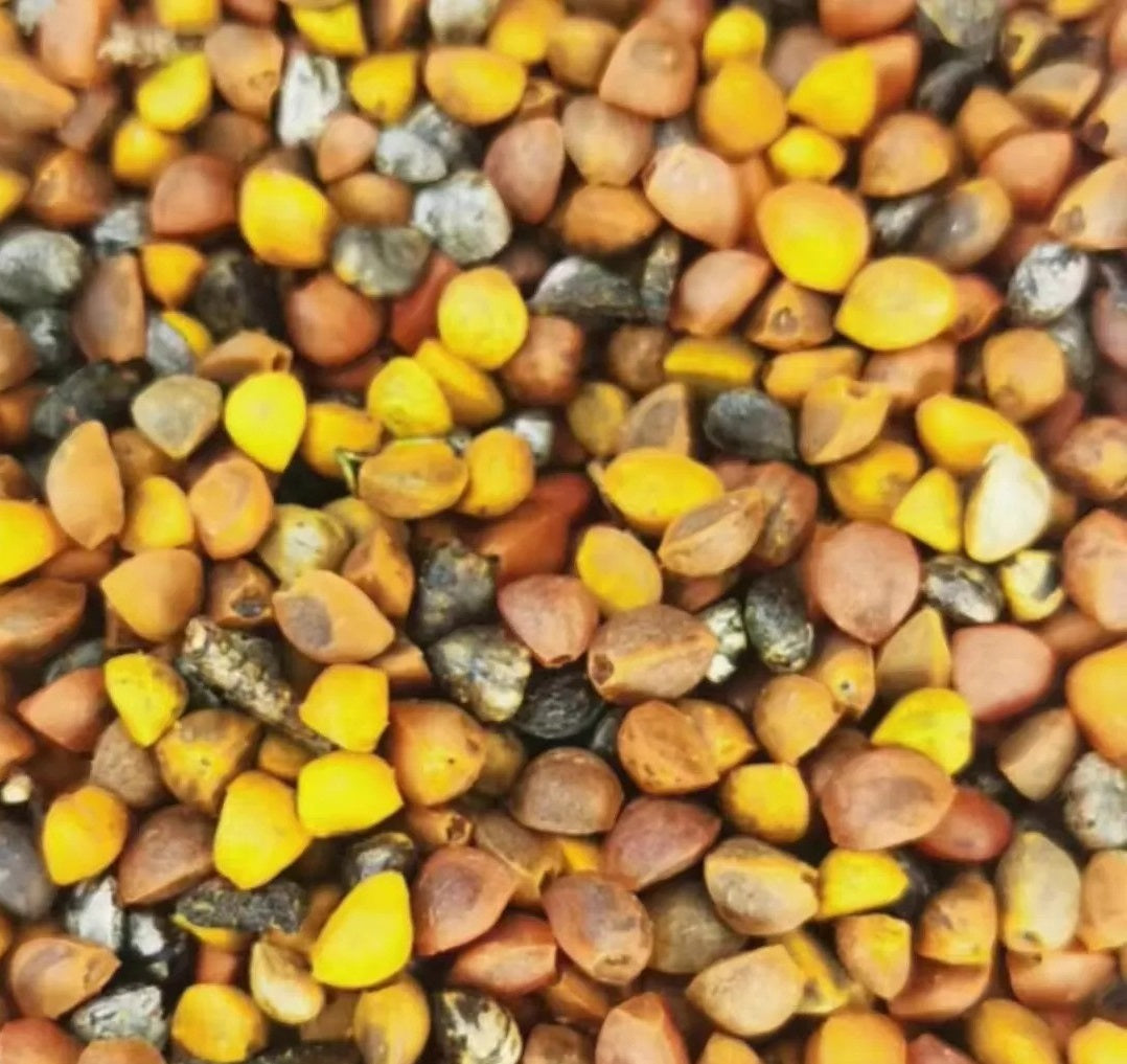 Bursera fragilis 7 Pieces Seeds