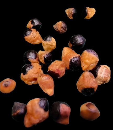 Bursera glabrifolia 5 Pieces Seeds