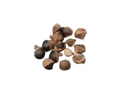 Bursera graveolens 6 Pieces Seeds