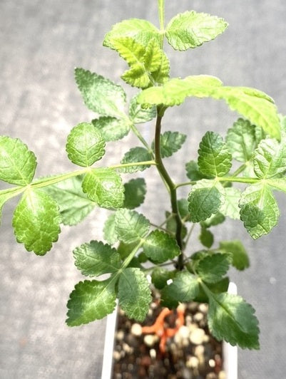 Bursera Hindsiana 5 Pieces Seeds