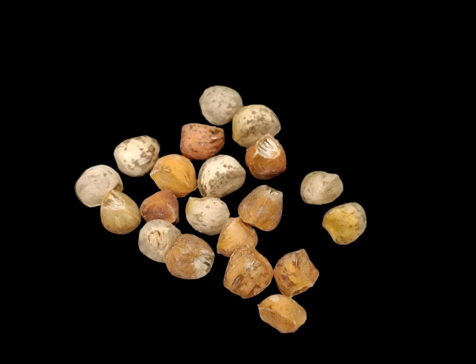 Bursera multijuga 6 Pieces Seeds