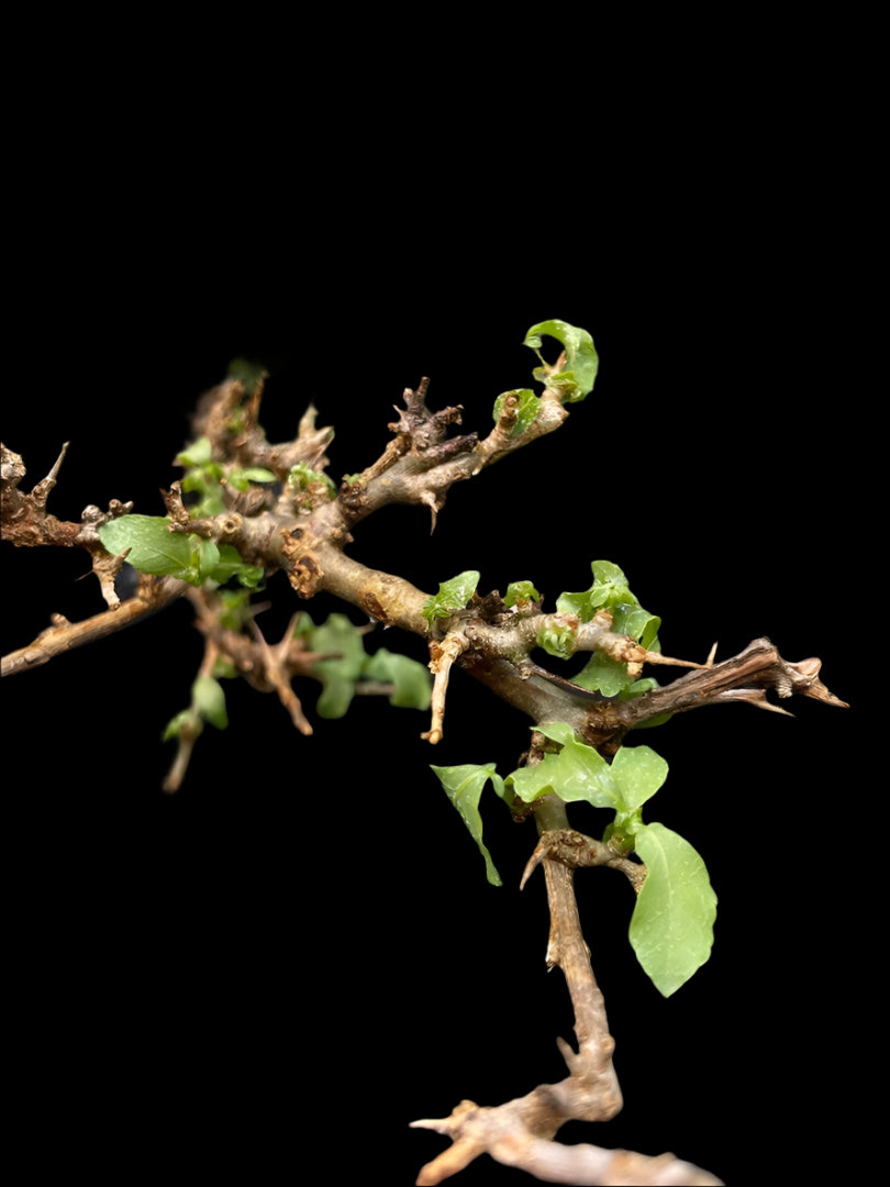 Commiphora habessinica 3 Pieces Seeds