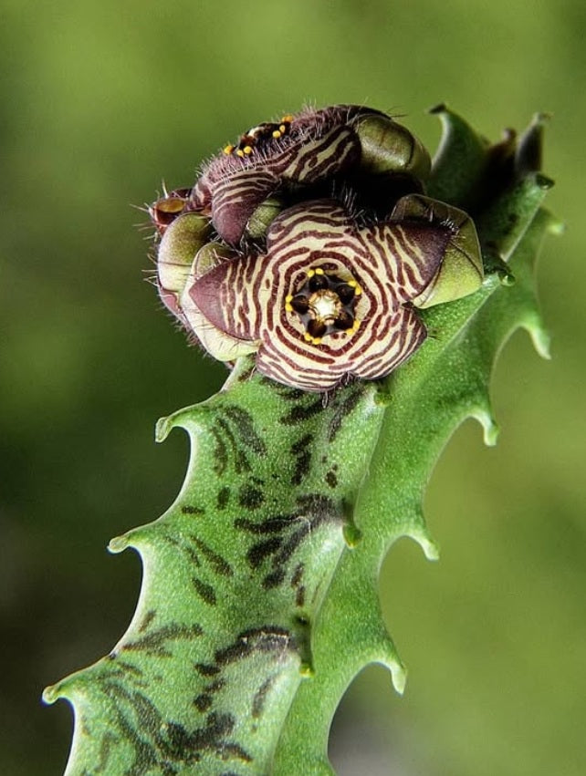 Caralluma Europaea 5 Pieces Seeds