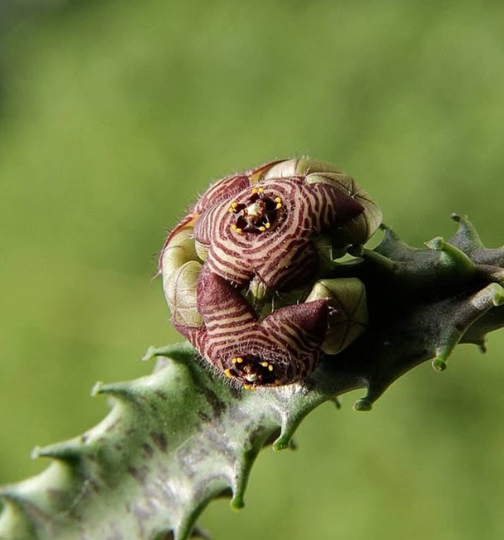 Caralluma Europaea 5 Pieces Seeds