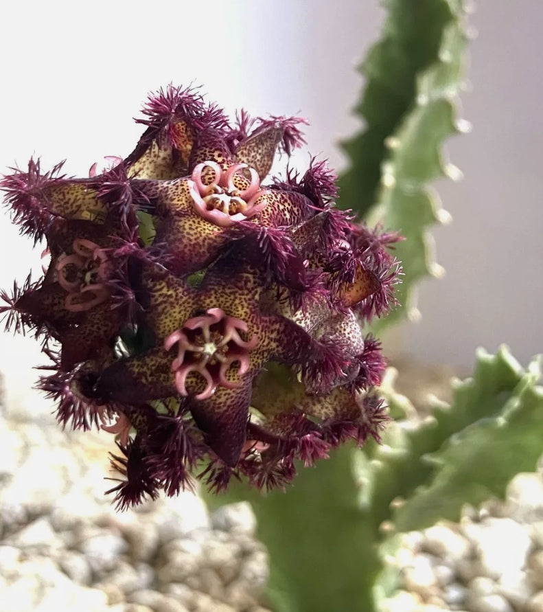 caralluma fimbriata plant seeds Caralluma Foulcheri-Delboscii 5 Pieces Seeds