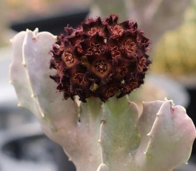 Caralluma acutangula 6 Pieces Seeds
