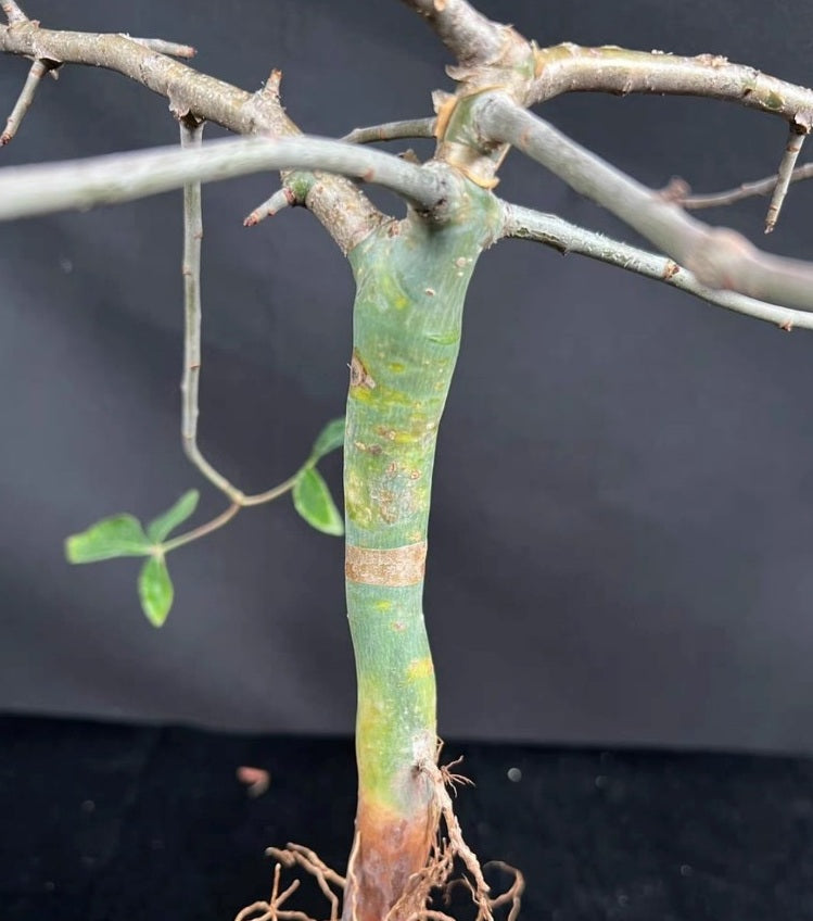 Commiphora Baluensis 7 Pieces Seeds