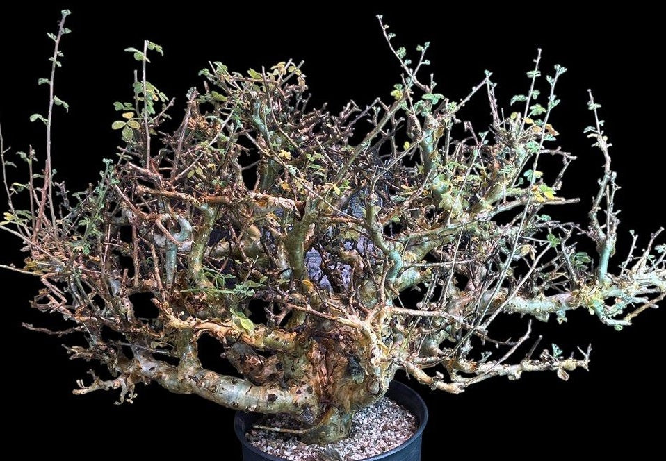 Commiphora Stocksiana 3 Pieces Seeds