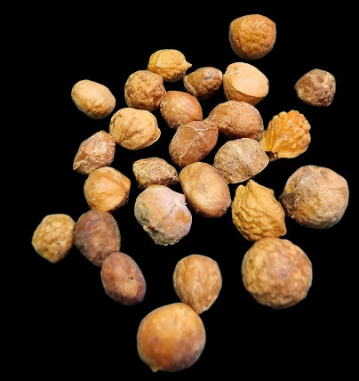 Commiphora africana 5 Pieces Seeds