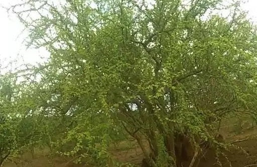 Commiphora africana v glaucidula 4 Pieces Seeds