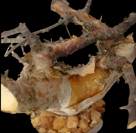 Commiphora boranensis 6 Pieces Seeds