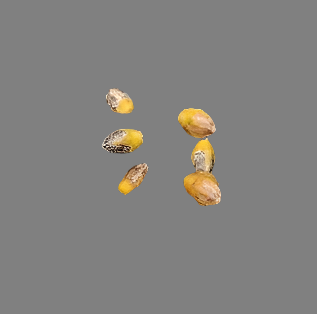 Commiphora foliacea 5 Pieces Seeds