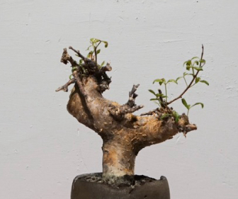 Commiphora foliacea 5 Pieces Seeds
