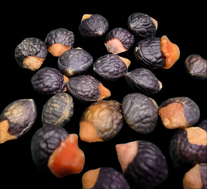Commiphora guillauminiana 3 Pieces Seeds