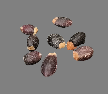 Commiphora kataf var. turkanensis 5 Pieces Seeds