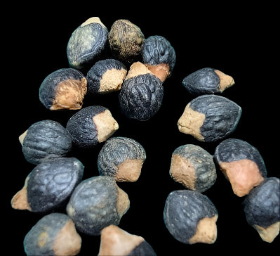 Commiphora marchandii 6 Pieces Seeds