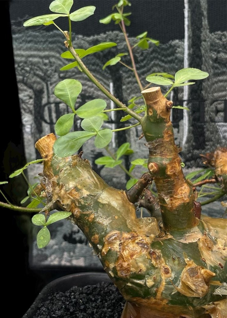 Commiphora namibensis 3 Pieces Seeds