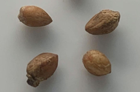 Commiphora planifrons 5 Pieces Seeds