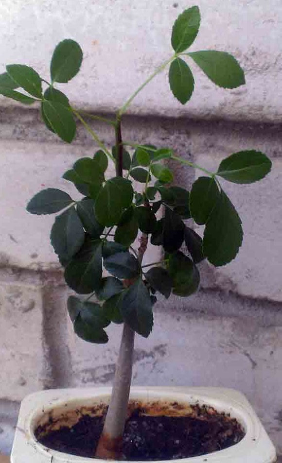 Commiphora tenuipetiolata 4 Pieces Seeds