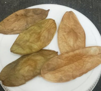 Cyclantheropsis Parviflora 5 Pieces Seeds