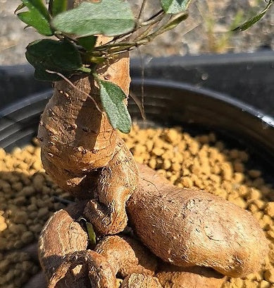 Cyphostemma Elephantopus 5 Pieces Seeds