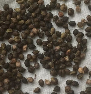 Cyphostemma Hardyi 5 Pieces Seeds