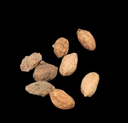 Cyphostemma Uwanda 4 Pieces Seeds