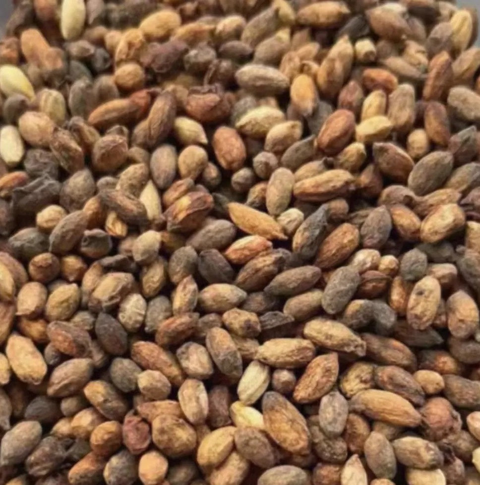 Cyphostemma currorii 6 Pieces Seeds