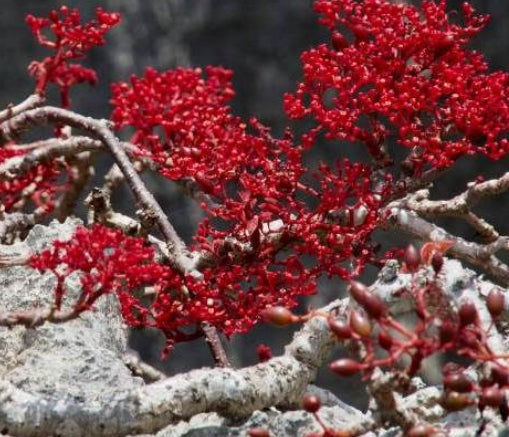 Cyphostemma rutilans 6 Pieces Seeds