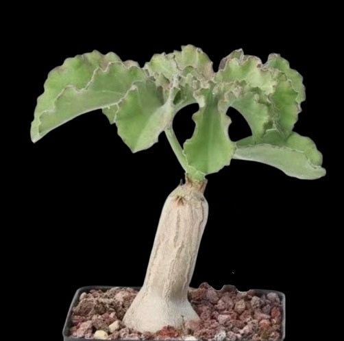 Cyphostemma uter var macropus ( Angola ) 6 Pieces Seeds