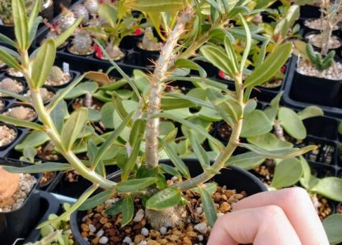 Pachypodium bispinosum 7 Pieces Seeds