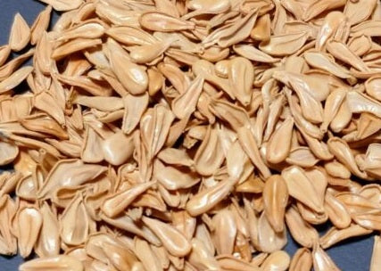 Pachypodium windsorii 8 Pieces Seeds