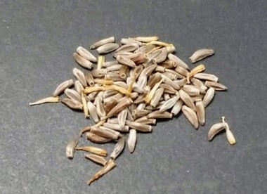 Othonna carnosa 5 Pieces Seeds