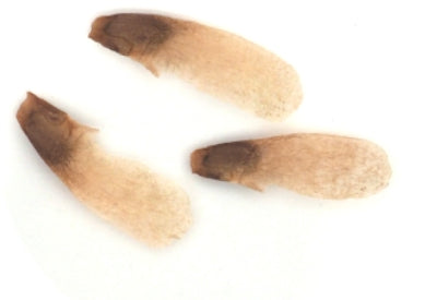 Dioscorea Sylvatica 10 Pieces Seeds