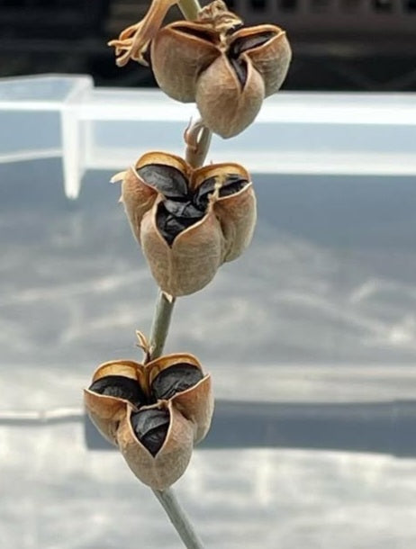 Dipcadi crispum 5 Pieces Seeds