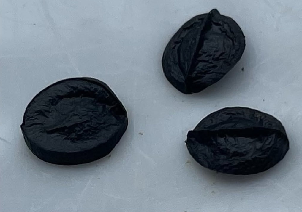 Dipcadi crispum 5 Pieces Seeds