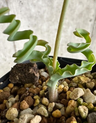 Dipcadi crispum 5 Pieces Seeds