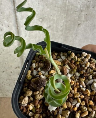 Dipcadi crispum 5 Pieces Seeds